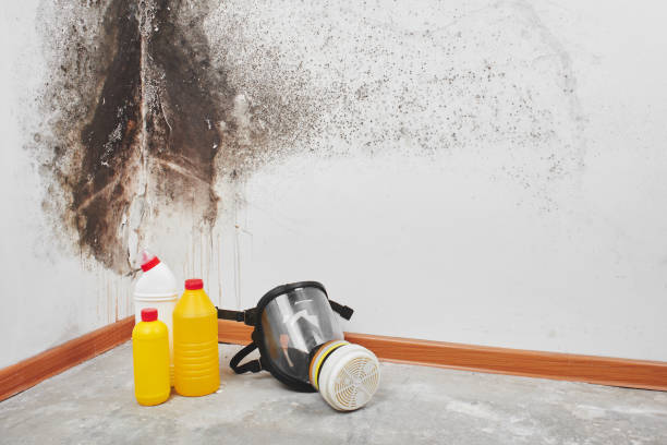 Best Mold Testing  in Rock Rapids, IA