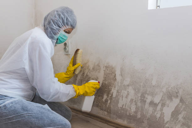 Best Mold Cleaning Services  in Rock Rapids, IA