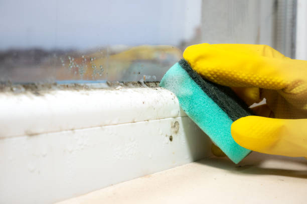 Best Same-Day Mold Removal  in Rock Rapids, IA