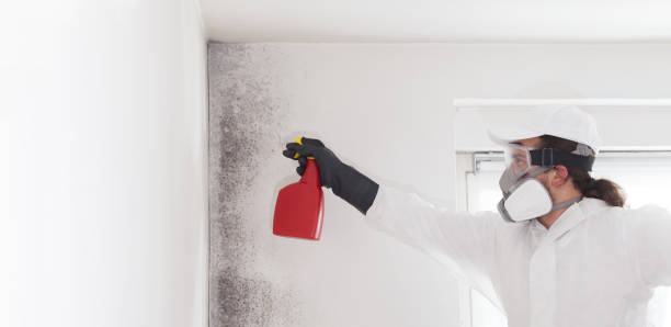 Best Mold Damage Repair  in Rock Rapids, IA