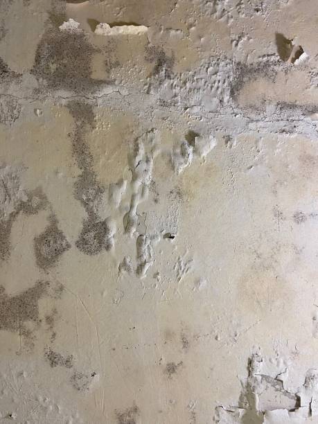 Attic Mold Removal in Rock Rapids, IA